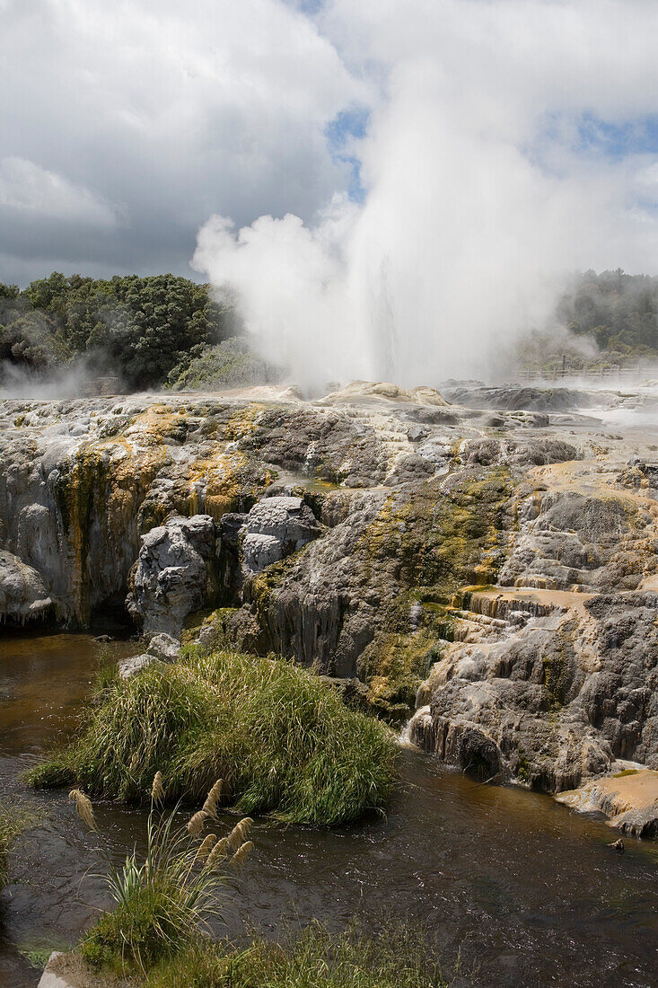 Pohutu Geysir Eruption im Te Puia Whakarewarewa Thermal Valley, Rotorua, Nordinsel, Neuseeland