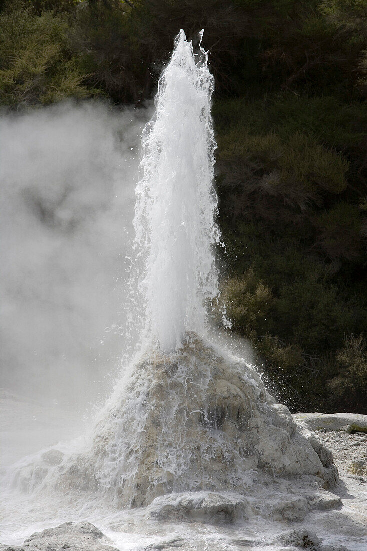 Sprudelnder Lady Knox Geysir im Wai-O-Tapu Thermal Wonderland, Waiotapu, nahe Rotorua, Nordinsel, Neuseeland