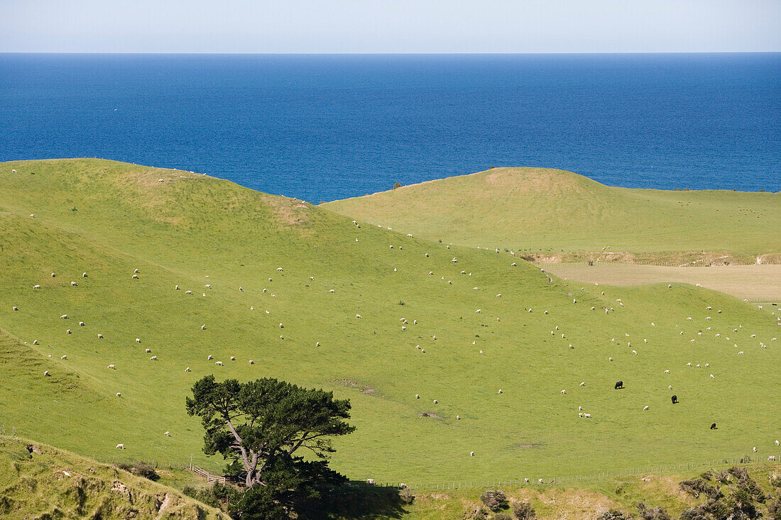 Schafe und Rinder auf Weide der Cape Kidnappers Station, nahe Napier, Hawkes Bay, Nordinsel, Neuseeland