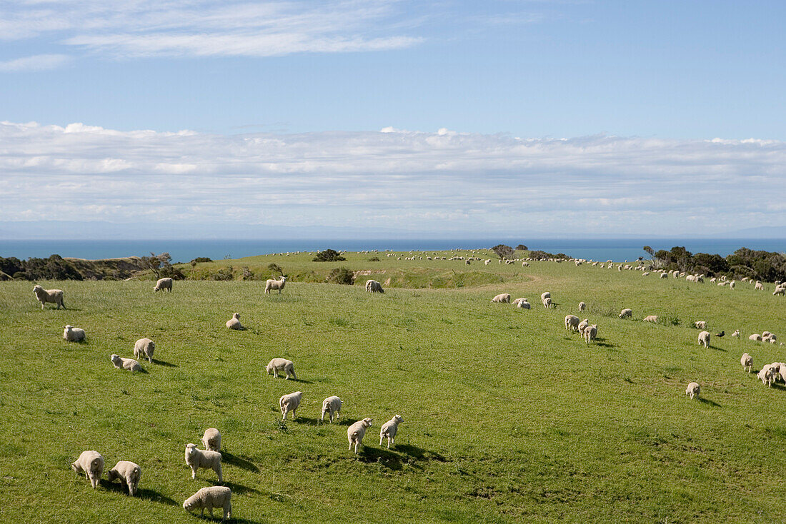 Schafe auf Weide der Cape Kidnappers Station, nahe Napier, Hawkes Bay, Nordinsel, Neuseeland