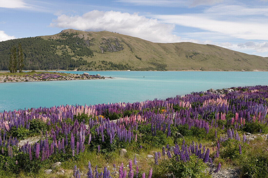 Lupine Field and Lake Tekapo, Lake Tekapo, Mackenzie Country, South Island, New Zealand