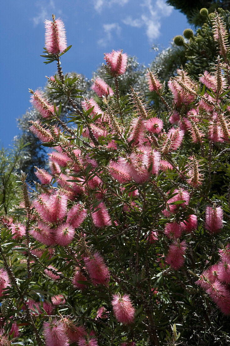 Blühender Flaschenbürstenbaum, Christchurch Botanic Gardens, Hagley Park, Christchurch, Südinsel, Neuseeland