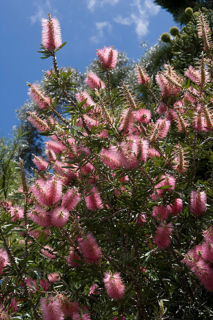 Flowering Bottlebrush Tree, Callistemon John Mashlan, Christchurch Botanic Gardens, Hagley Park, Christchurch, South Island, New Zealand