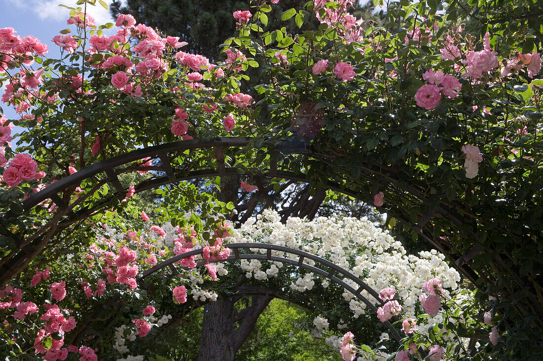 Rosengarten im Christchurch Botanic Gardens, Hagley Park, Christchurch, Südinsel, Neuseeland