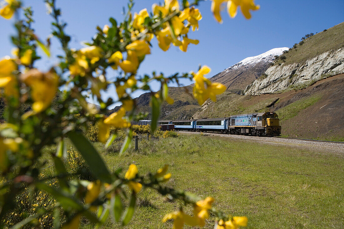 TranzAlpine Train Eisenbahm von Christchurch nach Greymouth, nahe Springfield, Canterbury, Südinsel, Neuseeland