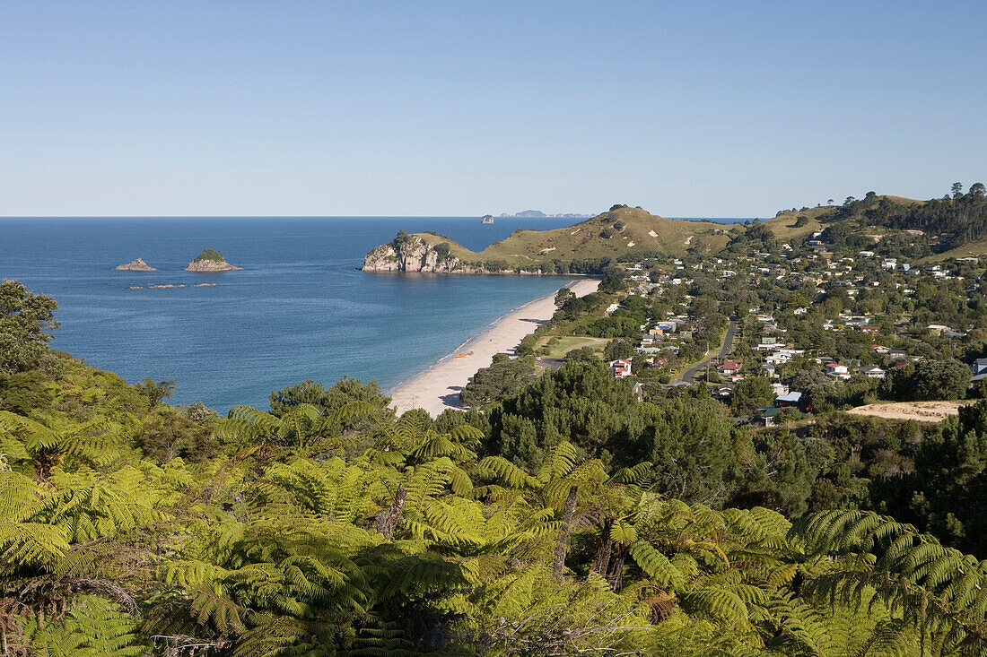Baumfarne und Blick auf Hahei, Coromandel Peninsula, Nordinsel, Neuseeland