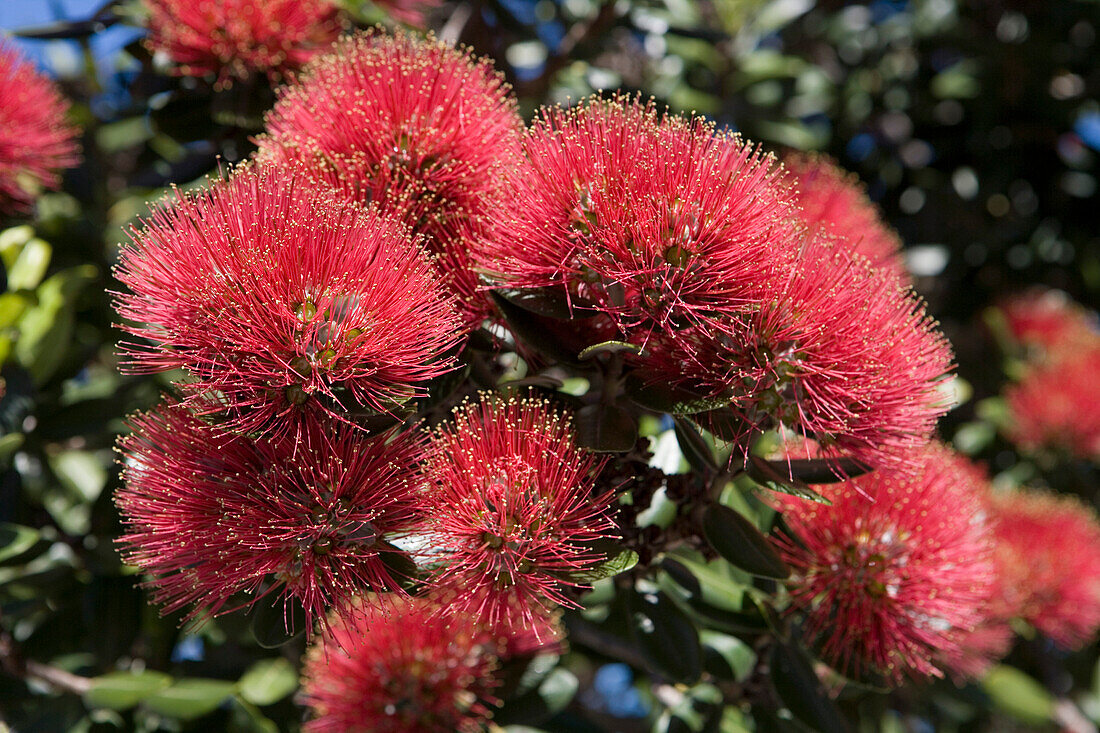 Blühender Pohutukawa Baum, Devonport, Auckland, Nordinsel, Neuseeland