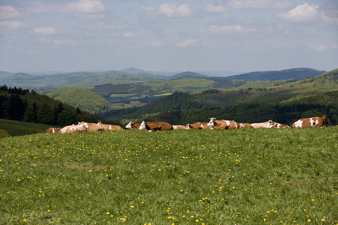 Cattle on Spring Meadow, Near Wasserkuppe Mountain, Rhoen, Hesse, Germany