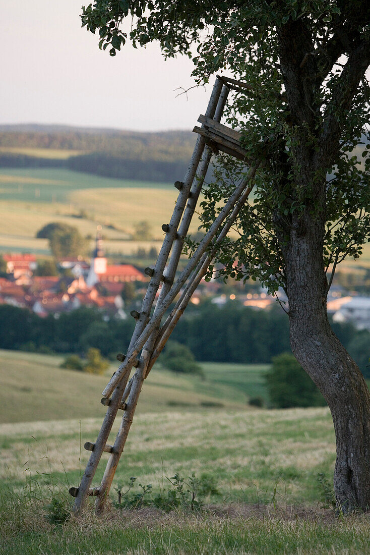 Hunters Ladder on Tree, Near Bettenhausen, Rhoen, Thuringia, Germany