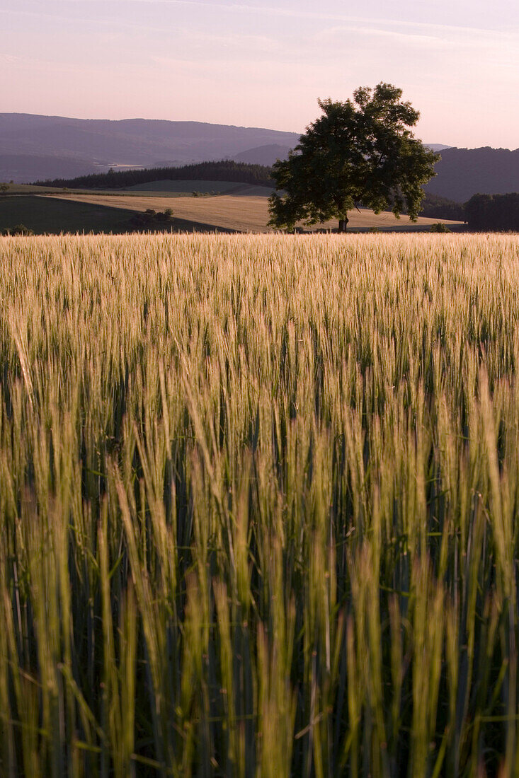 Wheat field and tree at dusk, near Geba, Rhoen, Thuringia, Germany