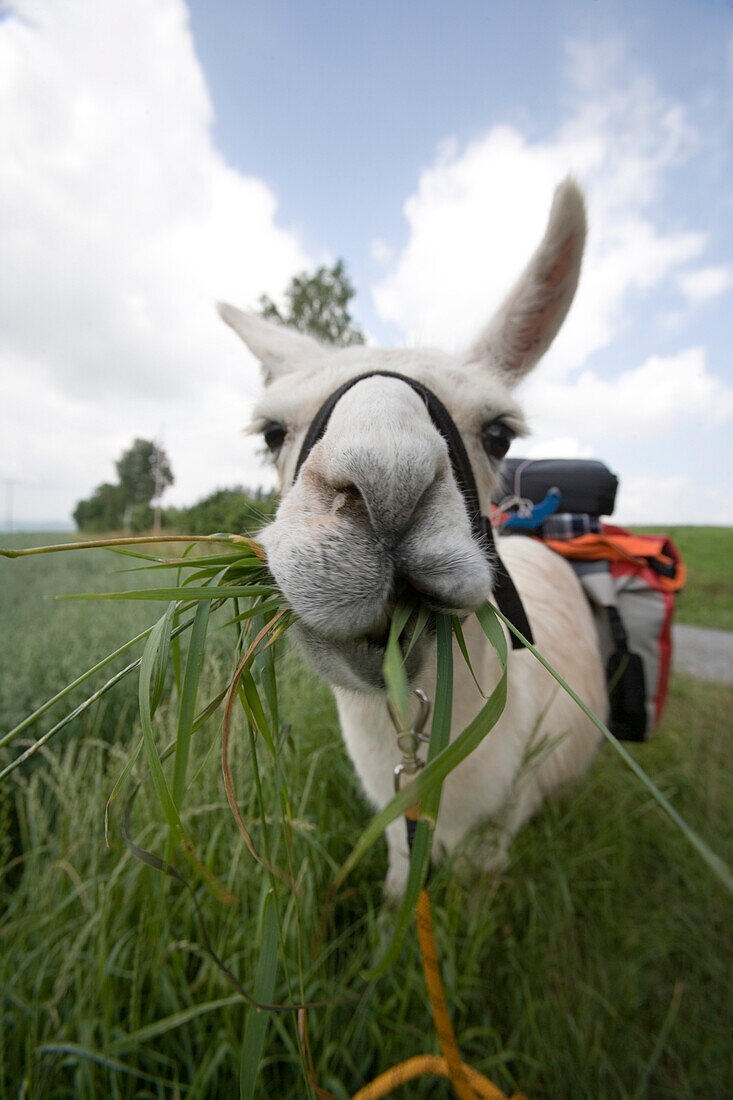 Llama grazing, Nüdlings Rhön Lama Trekking, Poppenhausen, Rhön, Hessen, Deutschland