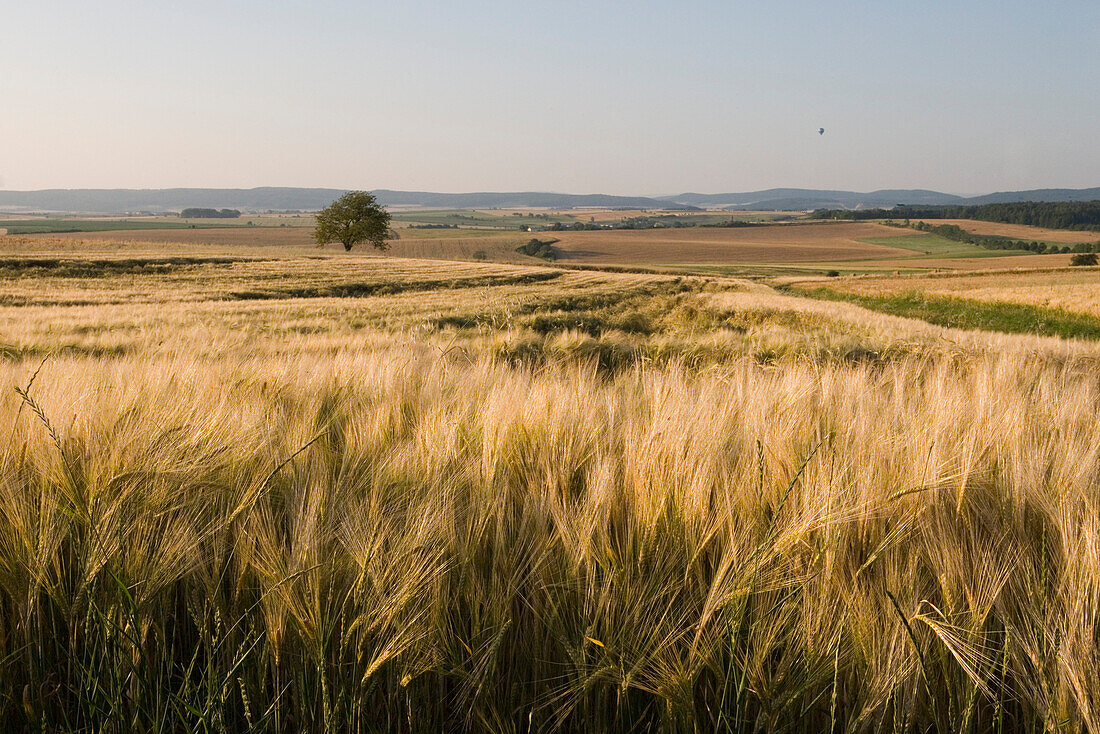 Gesternfeld nahe Mellrichstadt, Rhön, Bayern, Deutschland, Europa