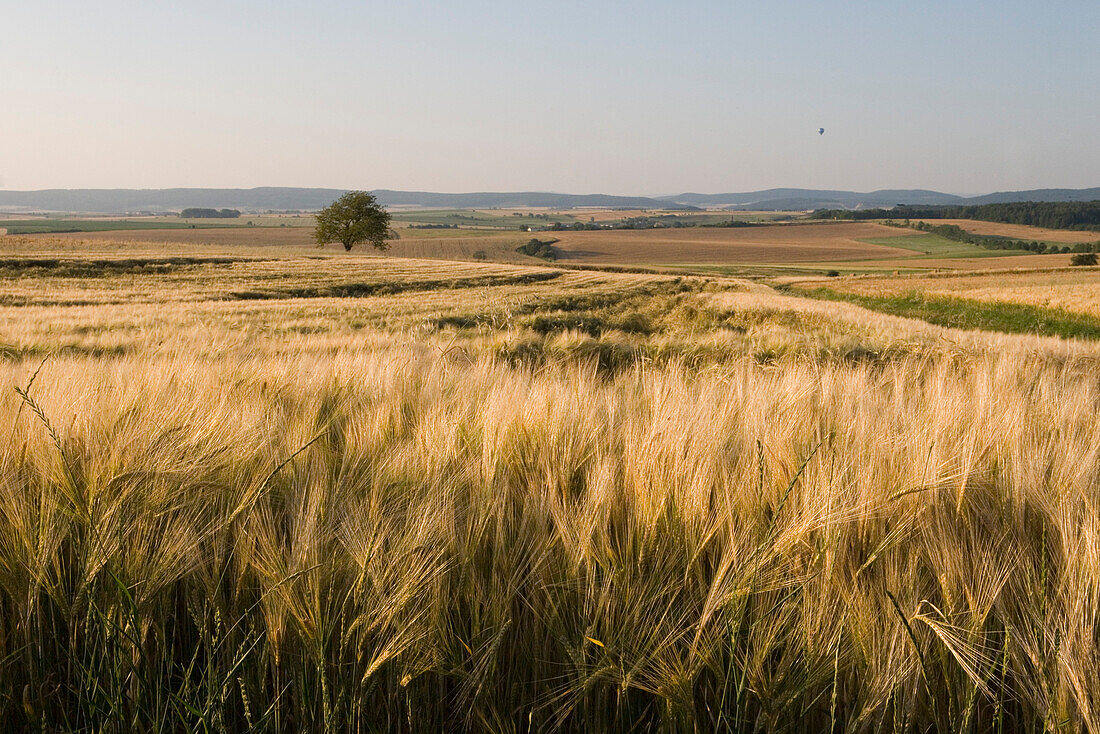 Wheat field near Mellrichstadt, Near Mellrichstadt, Rhoen, Bavaria, Germany