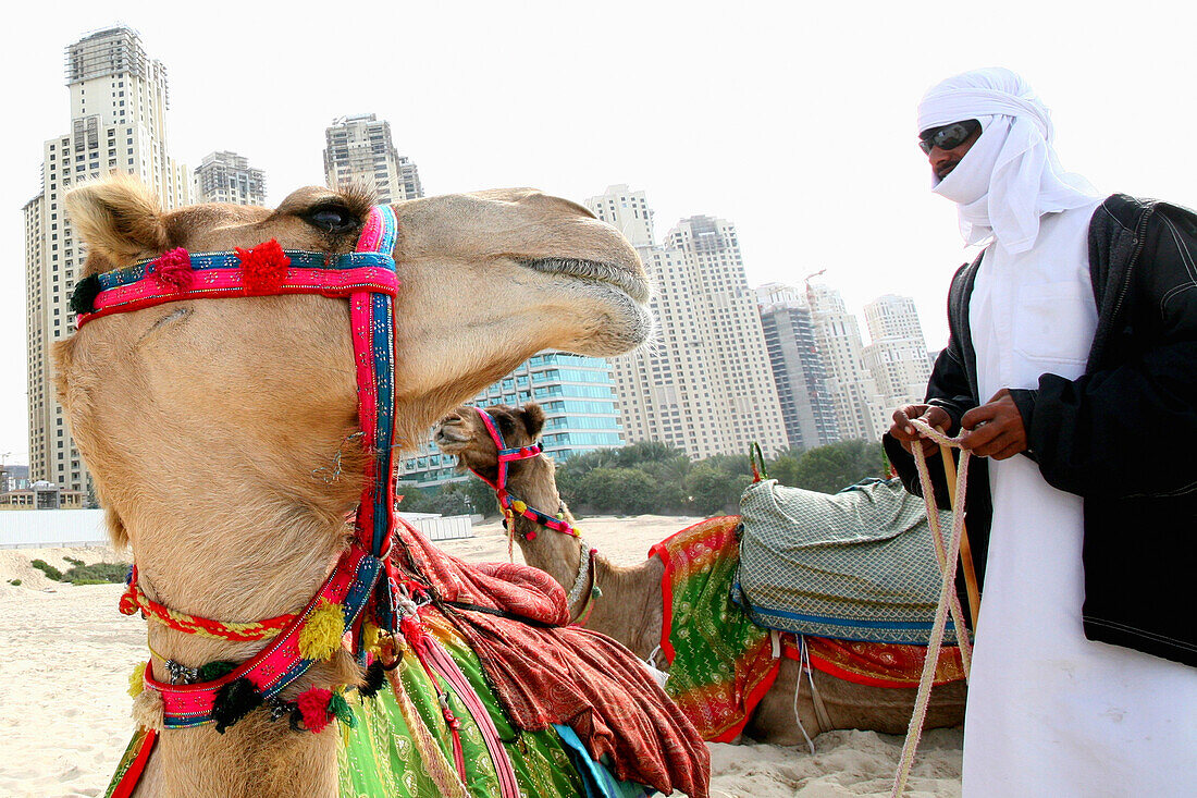 Kamele am Strand, Dubai, Vereinigte Arabische Emirate, VAE