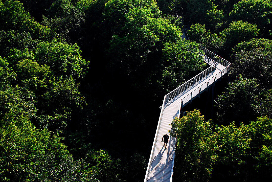 Man on the way on treetop walkway, Hainich, Thuringia, Germany