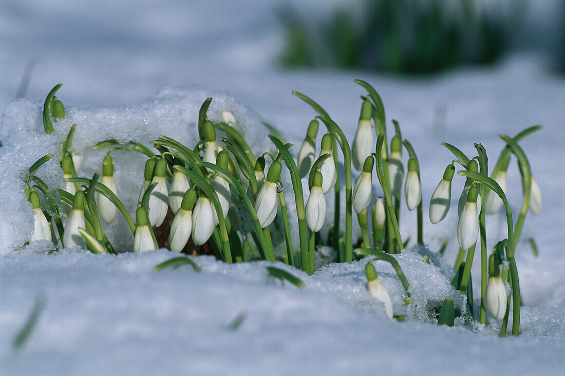 Schneeglöckchen im Schnee, Galanthus Nivali, Deutschland