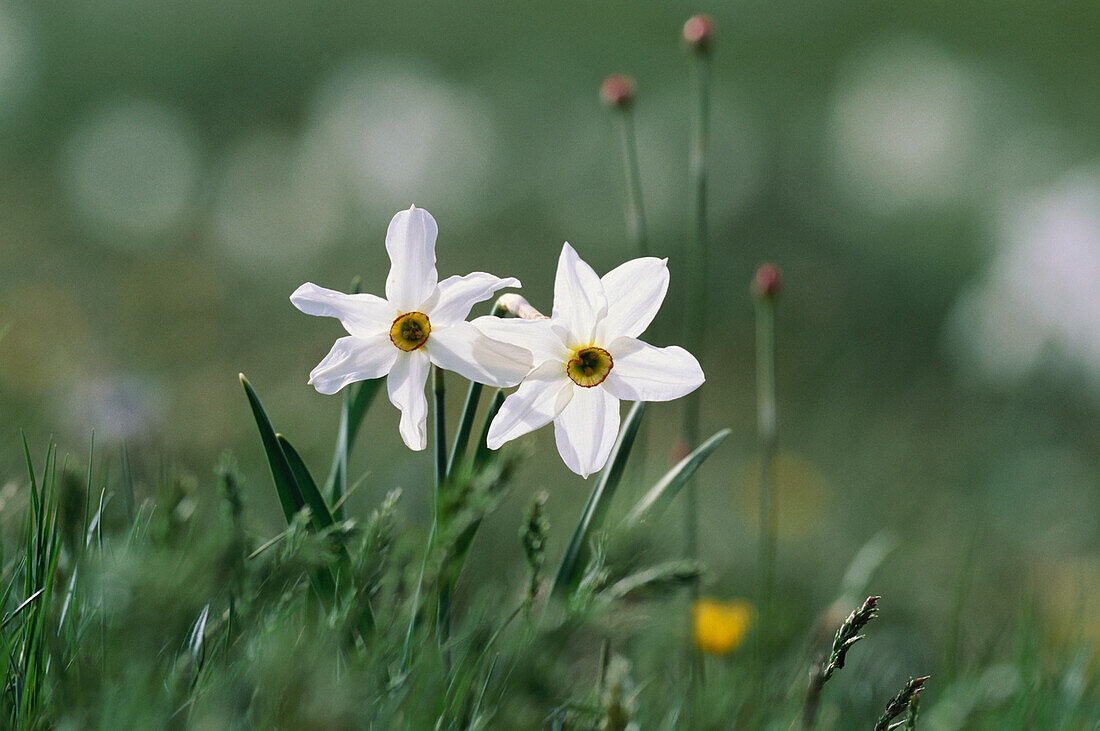 Dichternarzisse, Narcissus Poeticus, Apennin, Monti Sibillini Nationalpark, Italien
