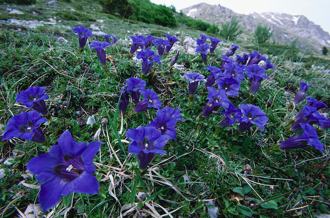 Ligurischer Enzian, Gentiana Ligustica, Apennin, Monti Sibillini Nationalpark, Italien