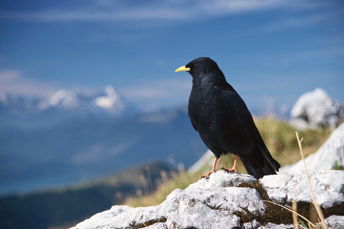 Close up of an alpine chough, Pyrrhocorax Graculus, Alps, Germany