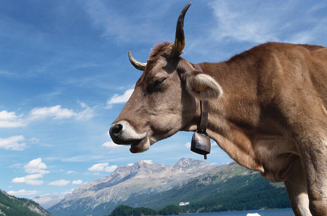 Nahaufnahme einer Kuh, Engadin, Schweiz