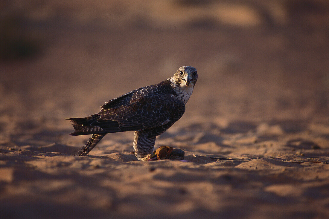 Jagdfalke, Al Maha Desert Resort, Dubai, Vereinigte Arabische Emirate