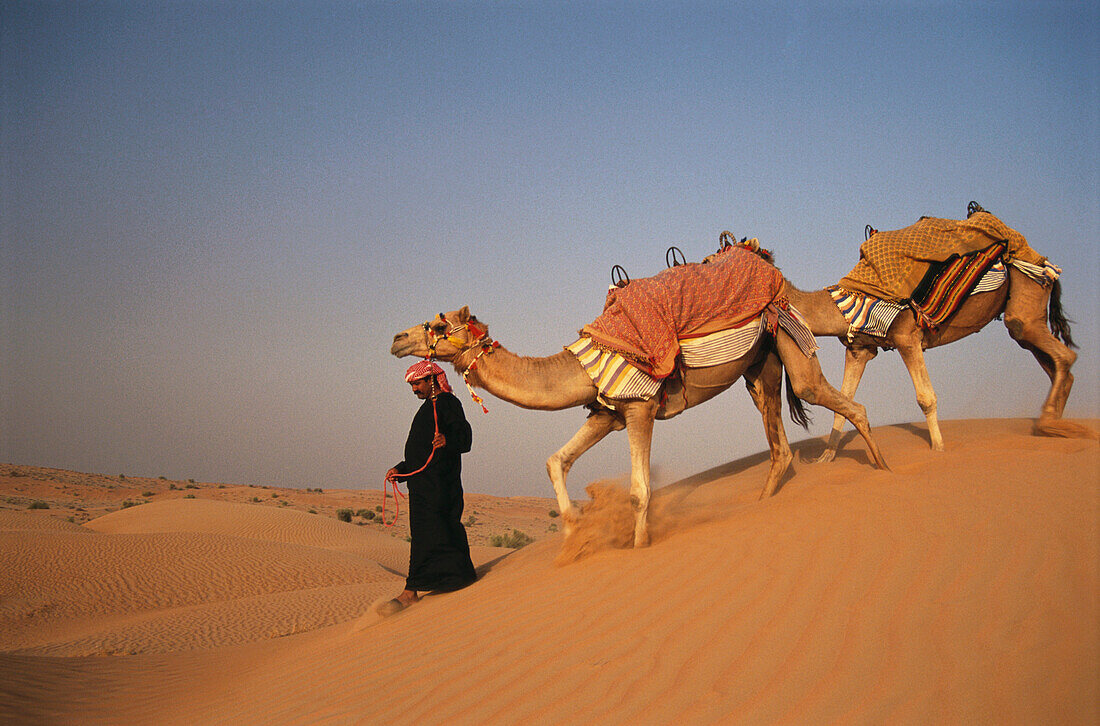 Ein Einheimischer, Mann, Beduine mit Kamel, Wüste, Dubai, Vereinigte Arabische Emirate