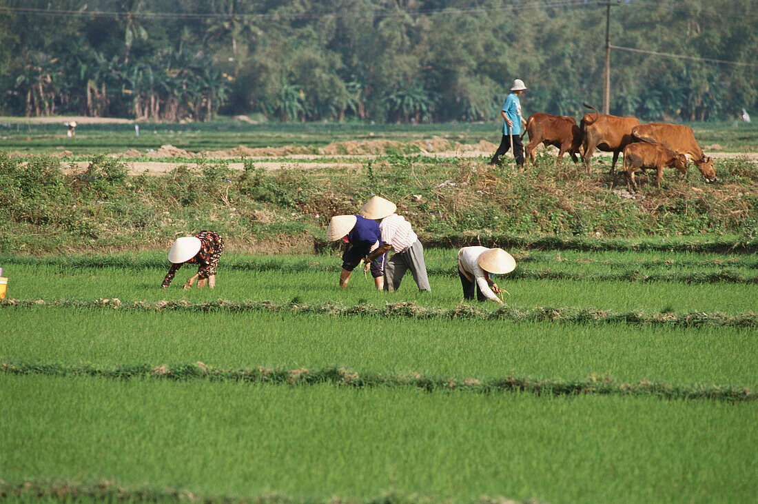 Local people working in a rice field, Rural Scene, Danang, Vietnam