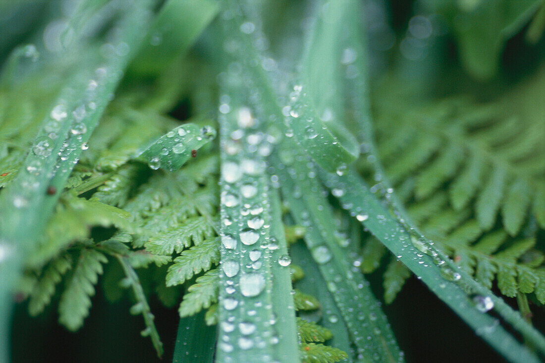 Close up of green fern leaves with water drops, Sark, Channel Islands, Great Britain