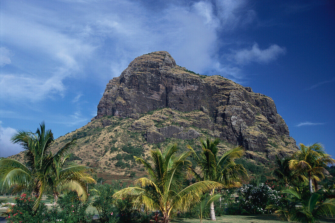 Blick auf Mont Brabant und Palmen, Berg, Landschaft, Mauritius, Afrika