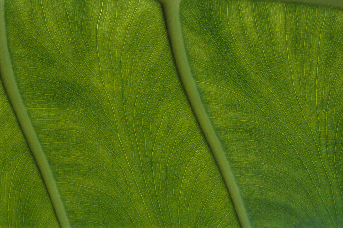 Detail von einem Blatt, Grün, Natur, Mauritius, Afrika