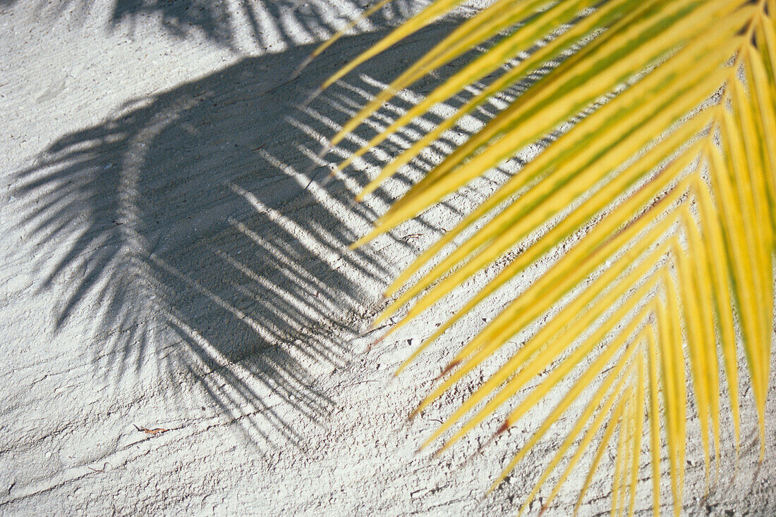 Palmenblatt mit Schatten, Palme, Strand, Urlaub, Mauritius, Afrika