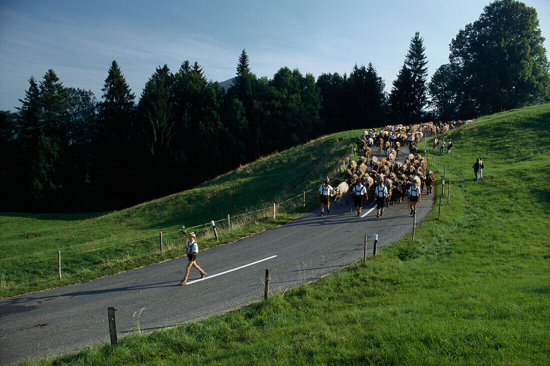 Almabtrieb, Viehscheid in Oberstaufen, Allgäu, Bayern, Deutschland