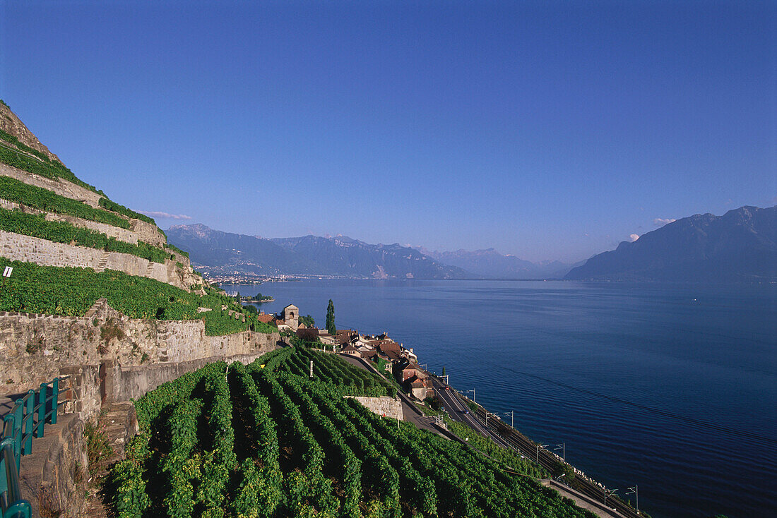 View of St. Saphorin and vineyards, Lake Geneva, Switzerland