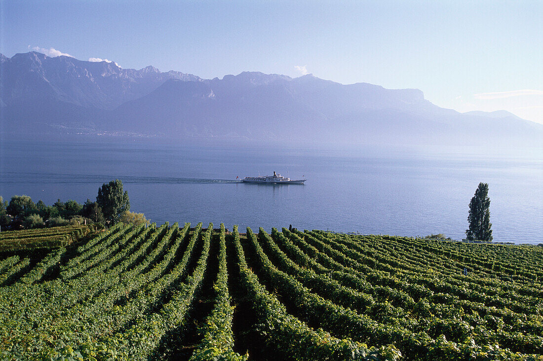 Vineyard near St. Saphorin, Lake Geneva, Canton of Vaud, Switzerland