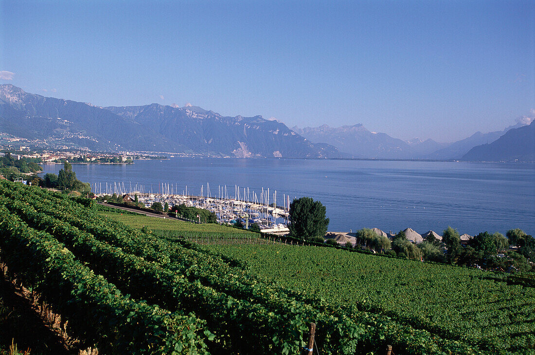 Blick auf Vevey mit Genfer See und Weinberge, Schweiz
