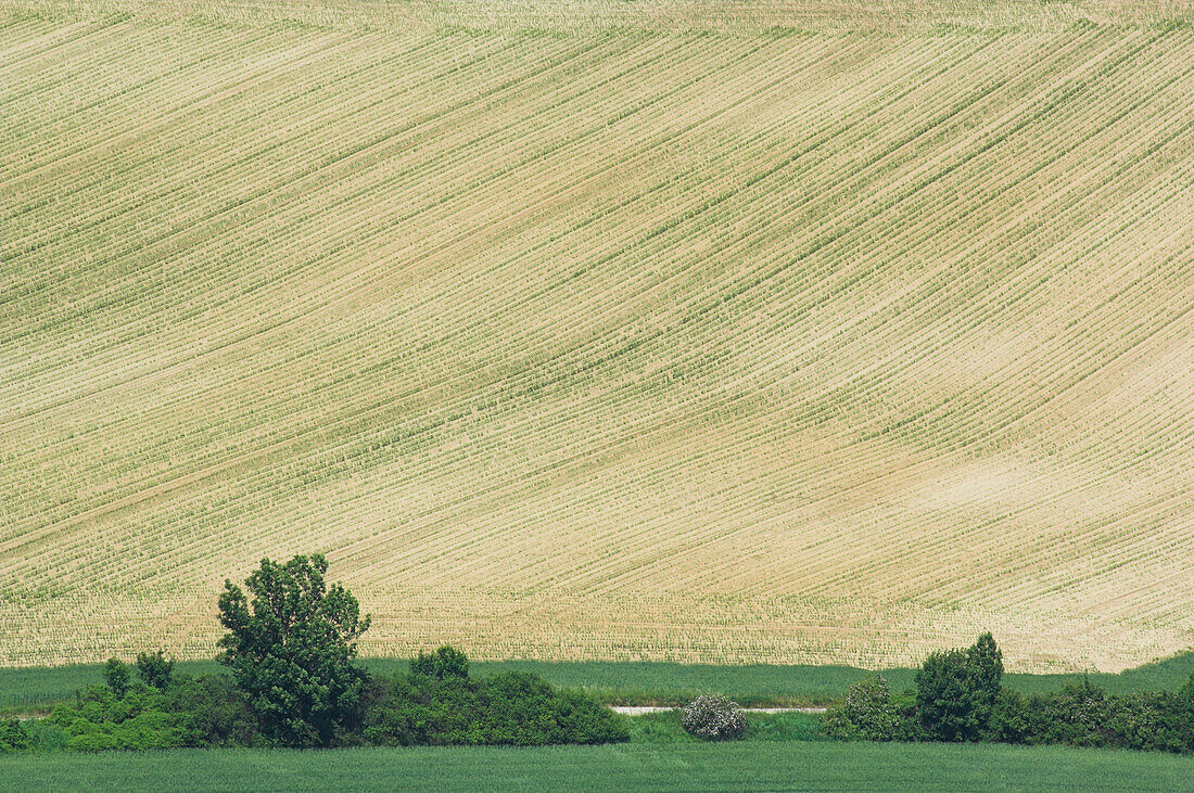 Feld mit Baum von oben, Agrar, Landschaft