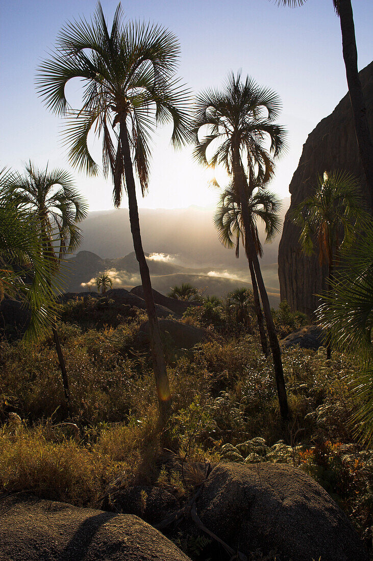 Palm trees in Andringitra National Park, Madagascar, Afrika