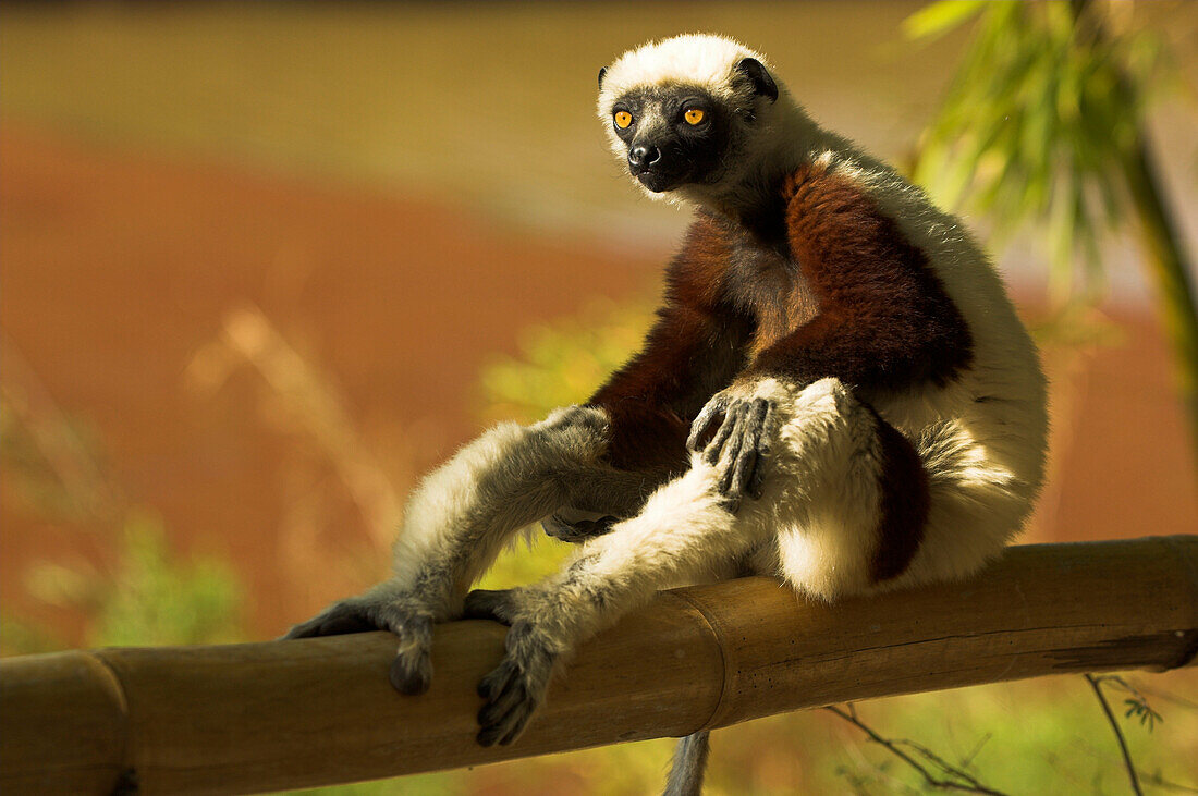 A Madagascan Lemur sitting on the branch of a tree, Madagascar, Africa