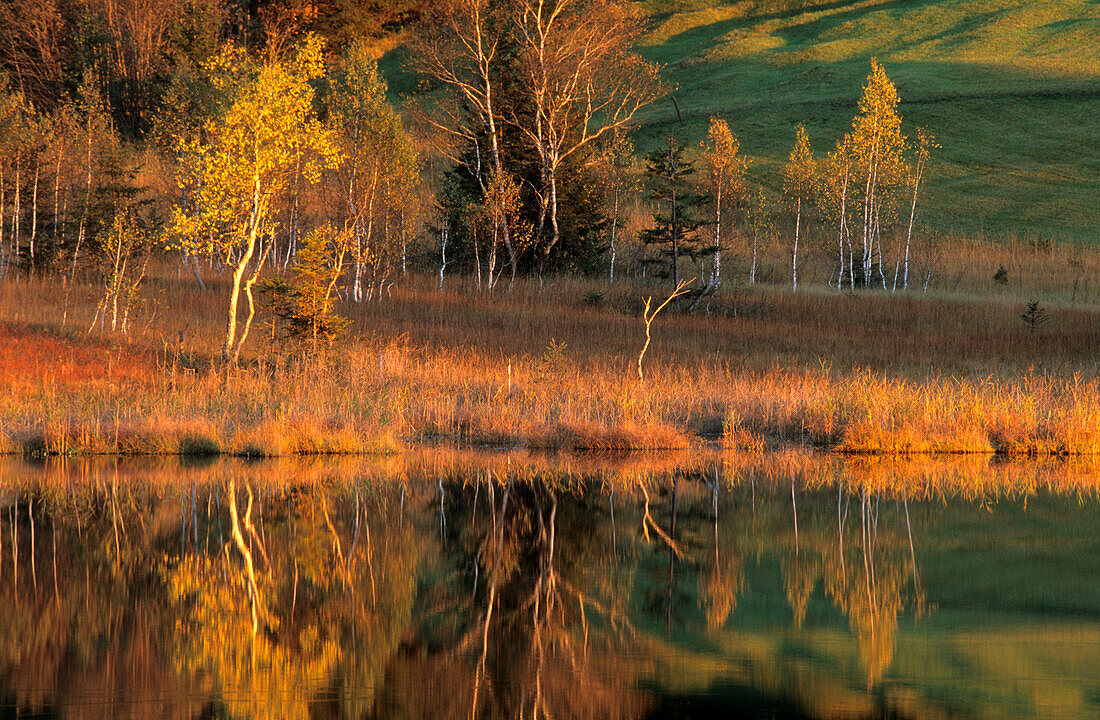 Herbstliche Birken spiegeln sich im Geroldsee, Oberbayern, Bayern, Deutschland