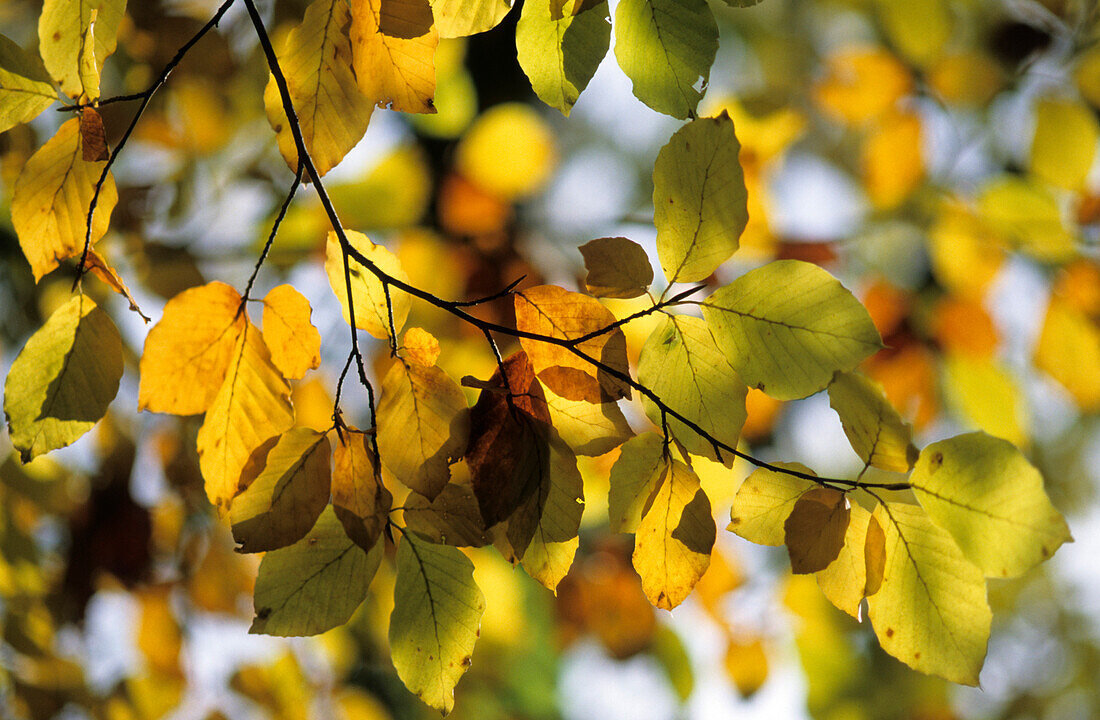 beech leaves in autumn colours, Upper Bavaria, Bavaria, Germany