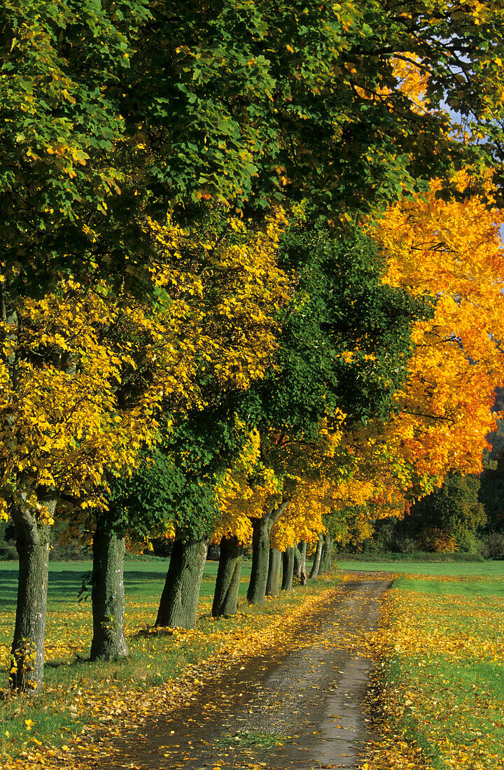 herbstlich verfärbte Allee mit schmaler Straße, Bruckmühl, Oberbayern, Bayern, Deutschland