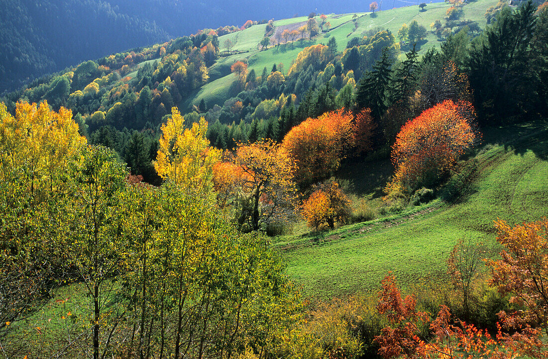 Wiesen mit herbstlich verfärbeten Bäumen, Grödnertal, Südtirol, Italien