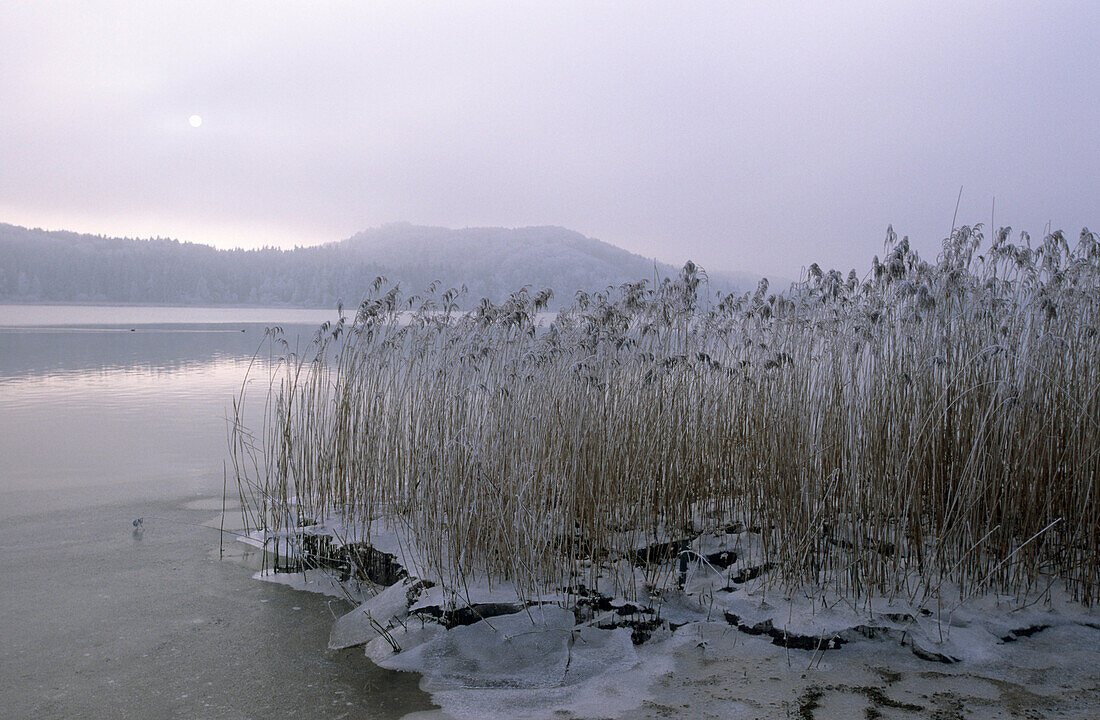 Schilf mit Eis am Seehamer See in Nebelstimmung, Oberbayern, Bayern, Deutschland