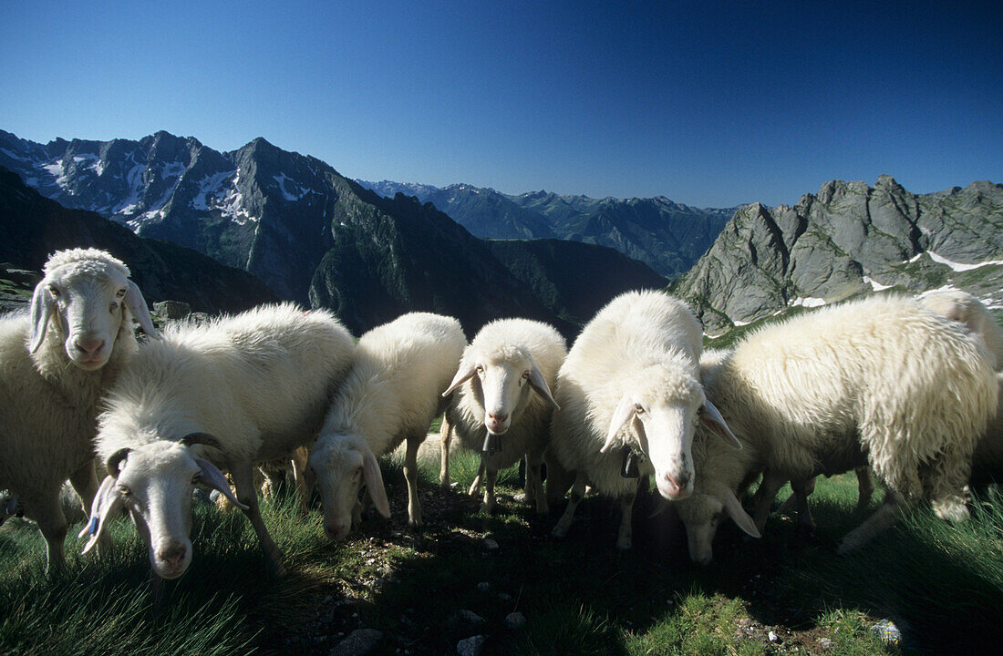 herd of sheep in Val di Mello,Bergell, Italy