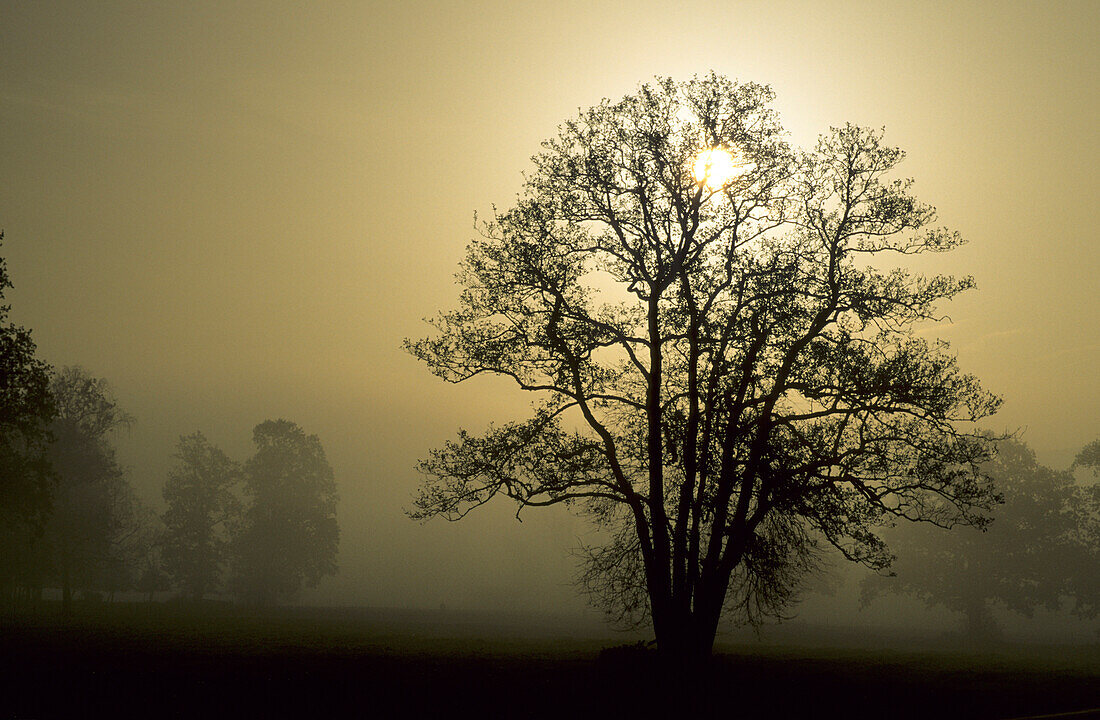 Bäume in nebeligem Gegenlicht, Oberbayern, Bayern, Deutschland