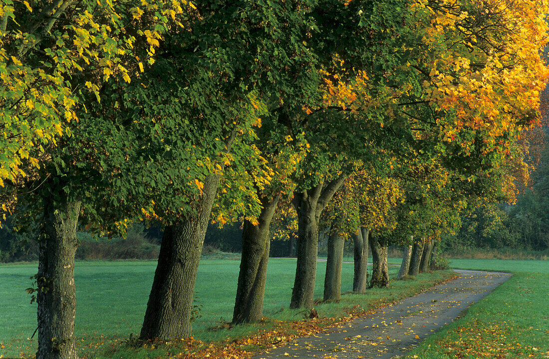 herbstlich verfärbte Allee mit schmaler Straße, Bruckmühl, Oberbayern, Bayern, Deutschland