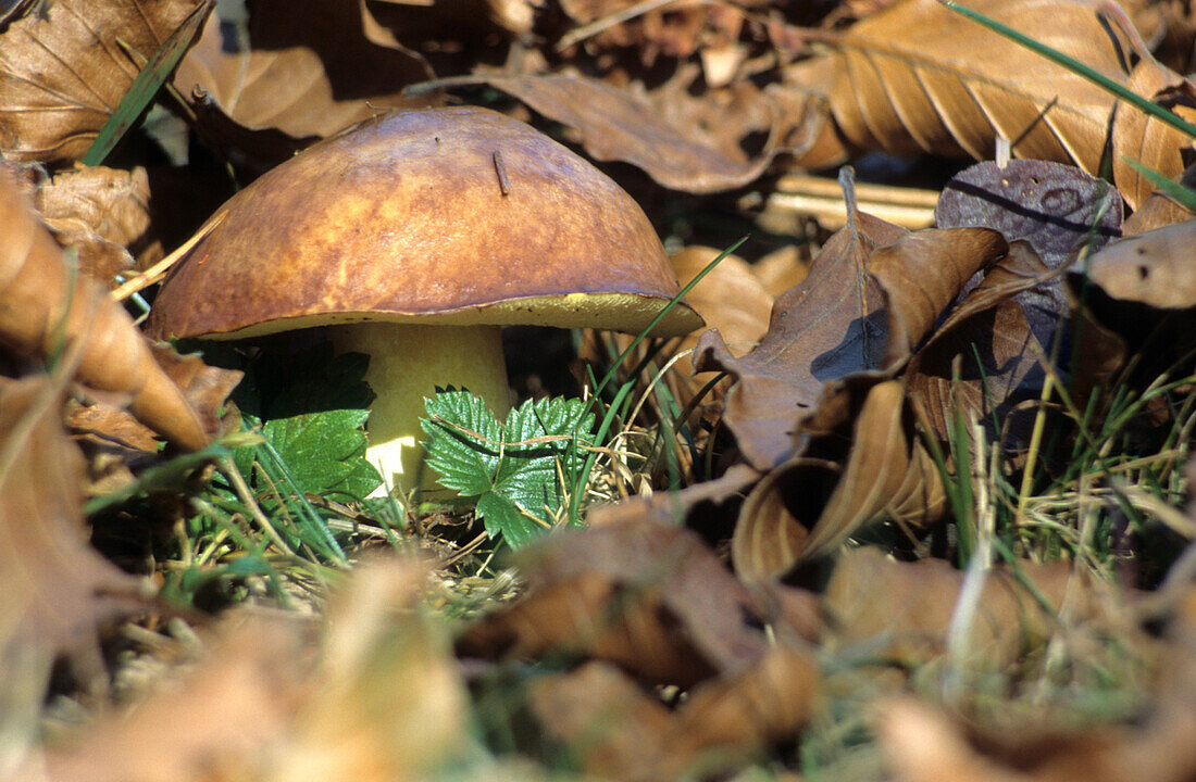 bay boletus between beech leaves in autumn colours, Brenta range, Italy