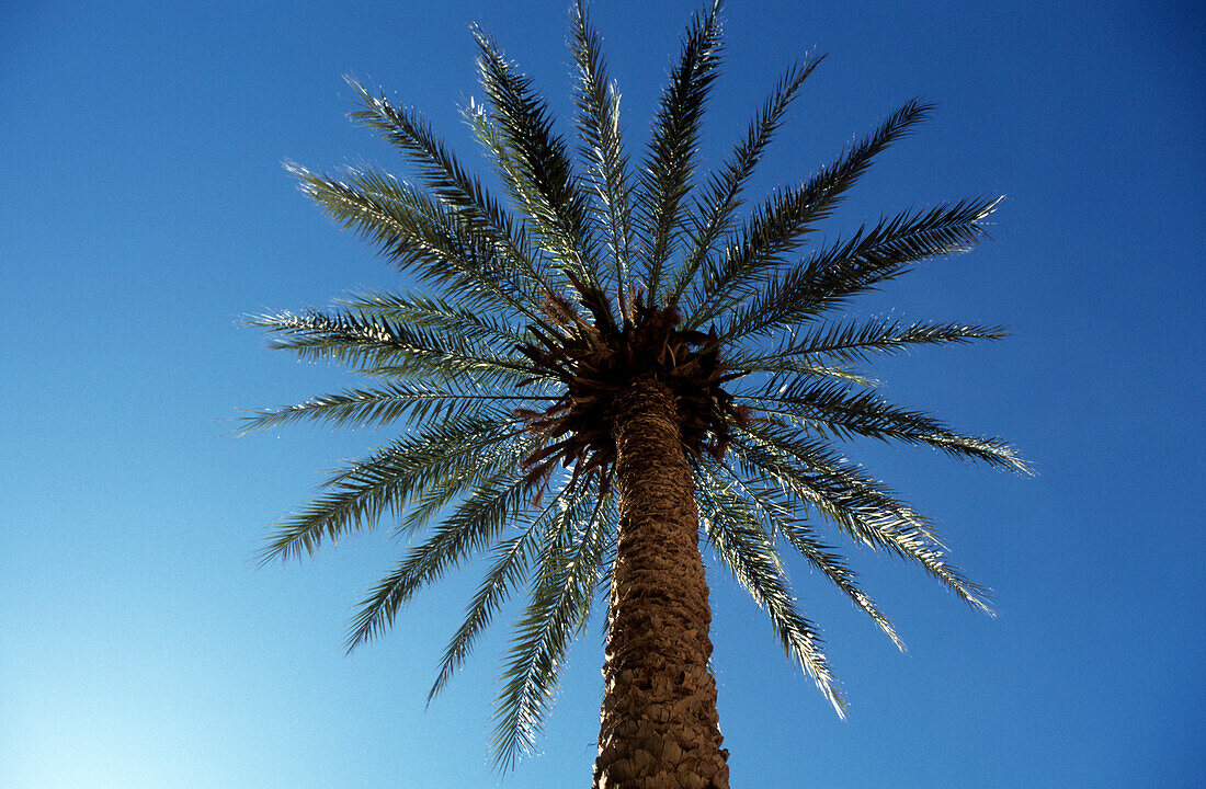 Dattelpalme gegen blauen Himmel, Marokko