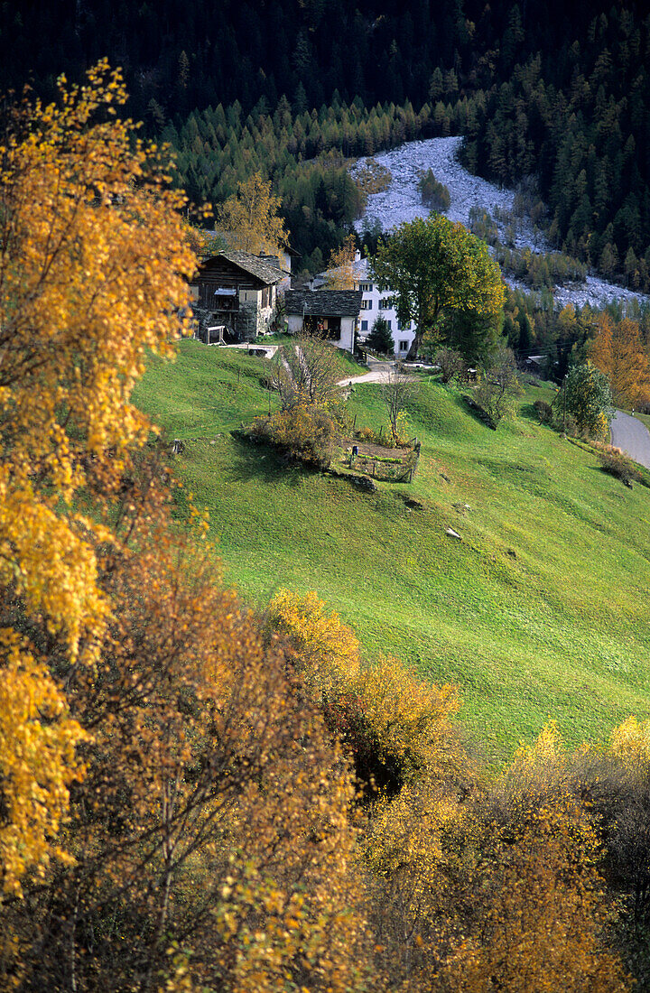 Wiesen und Häuser von Roticcio mit Bäumen im Herbstlaub, Bergell, Graubünden, Schweiz