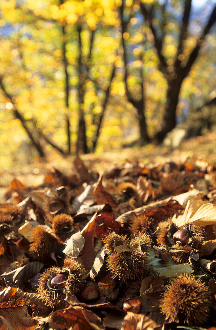 Maronen und Kastanienbäumen im Herbstlaub, Bergell, Graubünden, Schweiz